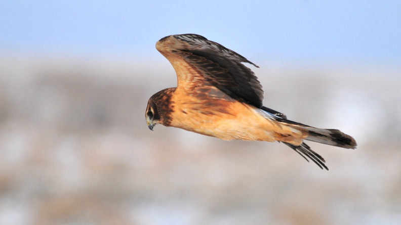 Northern Harrier (Circus hudsonius), Seedskadee National Wildlife Refuge, Sweetwater County, Wyoming, USA, Tom Koerner, 2015-12-23